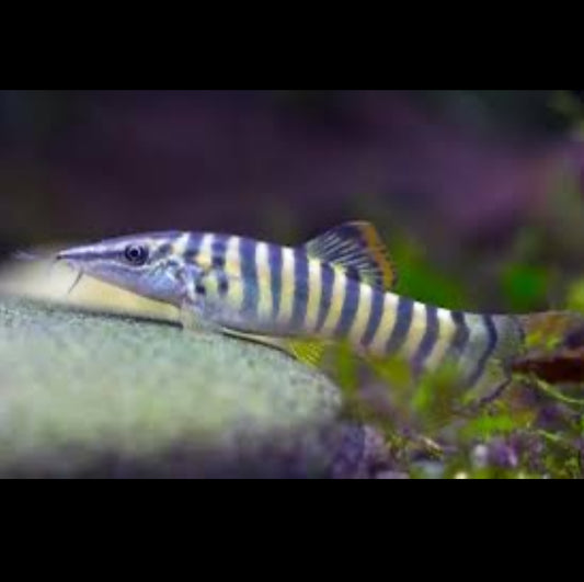 Green Tiger Loach