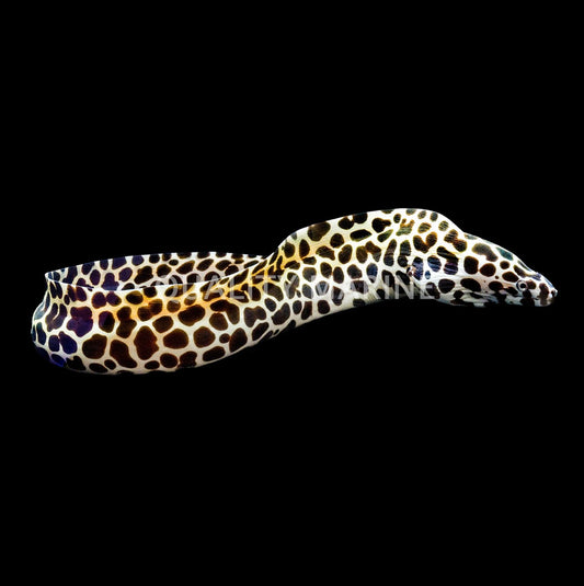 Tesselata Eel