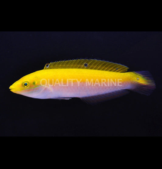 Canary Top Wrasse