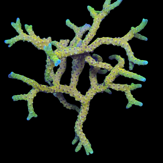 Golden Rod Anacropora Large Colony