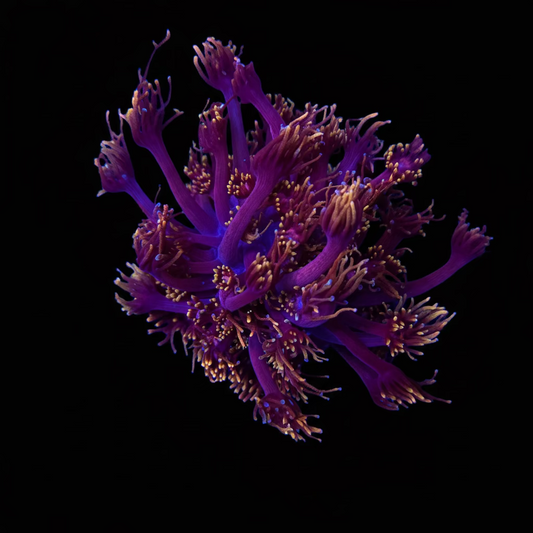 Fireball Goniopora wysiwyg