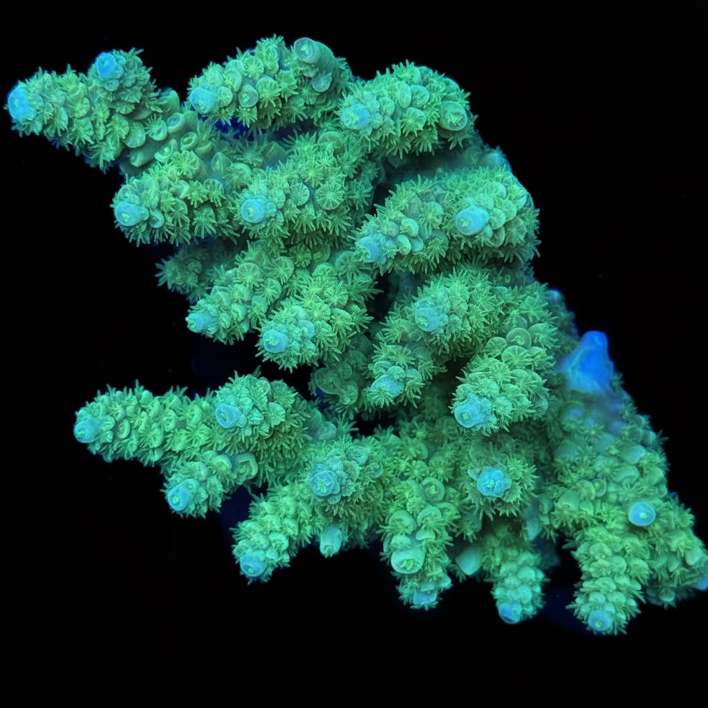 Aussie Acropora Yellow Wysiwyg