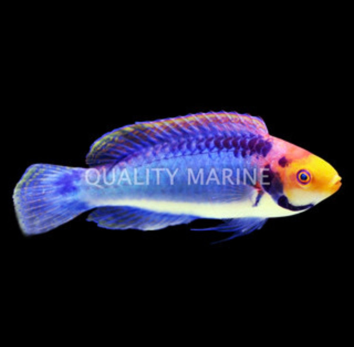 Red Eye Solorensis Fairy Wrasse (Cirrhilabrus aquamarinus)