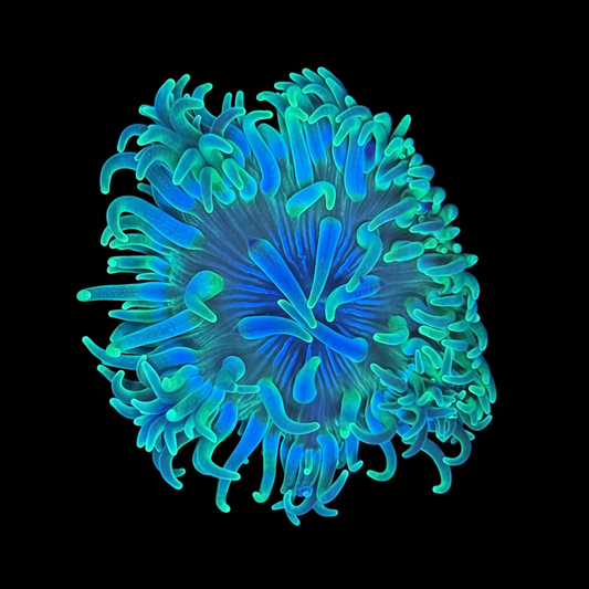 Macrodactyla Doreensis Long Tentacle Coloured Anemone Md