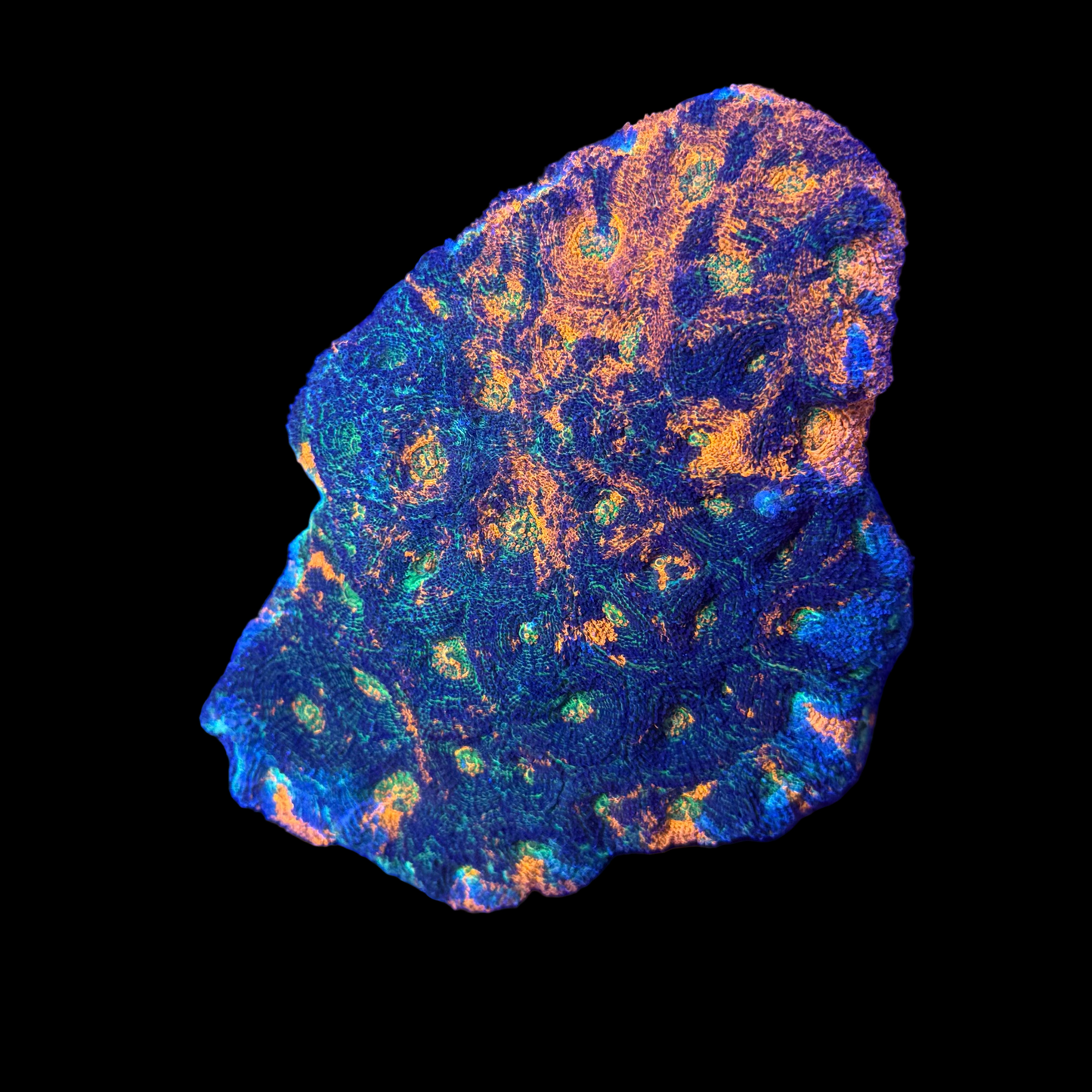 Acanthastrea Echinata Wysiwyg