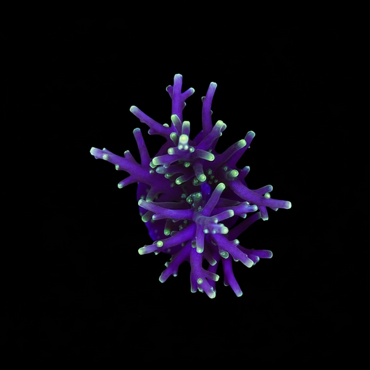 Pac Man Acropora Sp. wysiwyg