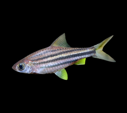 Striped Johorensis Barb