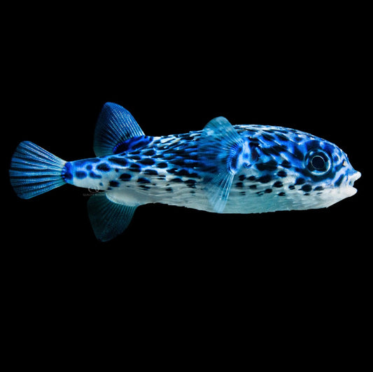 Blue Pelagic Porcupine Puffer (Diodon eydouxii)