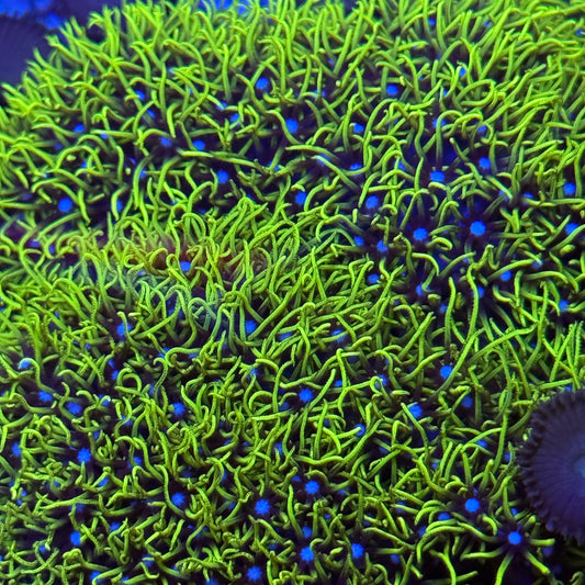 Green Star Polyps