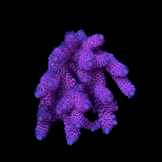 Aussie Acropora Millepora Wysiwyg