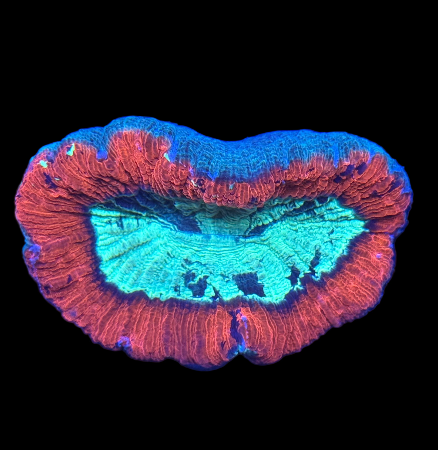 Trachyphillia Red Rim metallic Wysiwyg