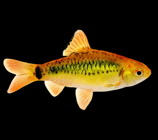 Gold Barb