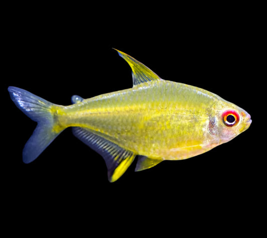 Lemon Tetra - Hyphessobrycon pulchripinnis