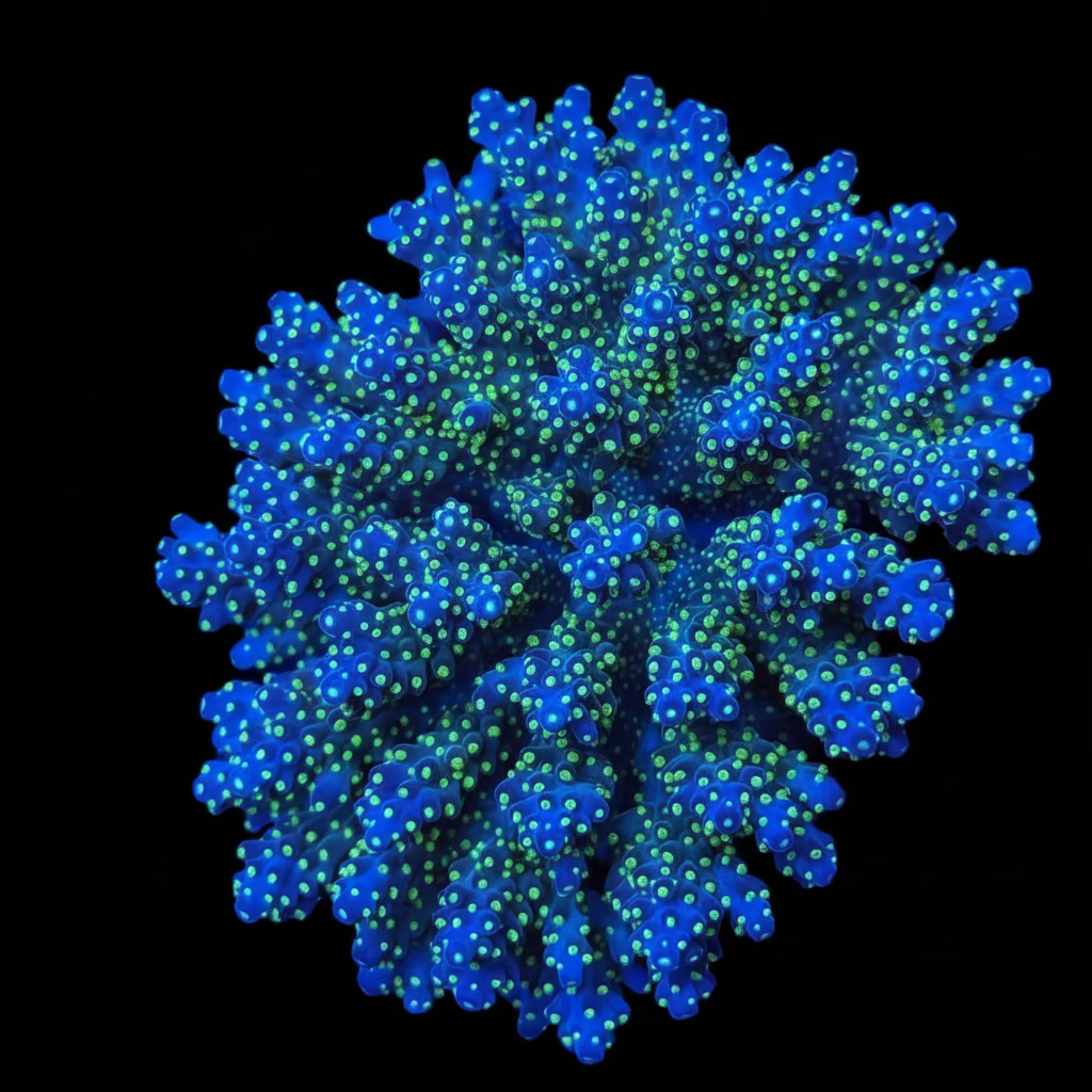 Aussie Acropora Garf Bonsai Wysiwyg