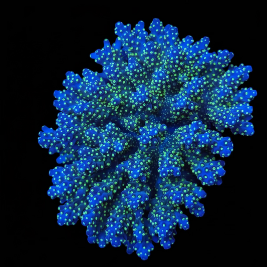 Aussie Acropora Garf Bonsai Wysiwyg