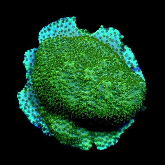Montopora Encrusting