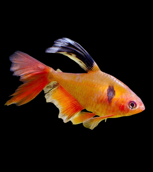 Hi Fin Serpae Tetra
