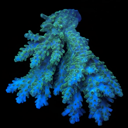 Aussie Acropora Ice tip Wysiwyg