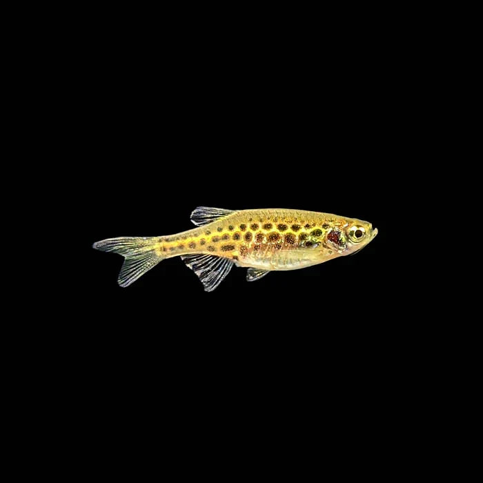 Gold ring danio - Danio tinwini Concrete Blonde Aquatics