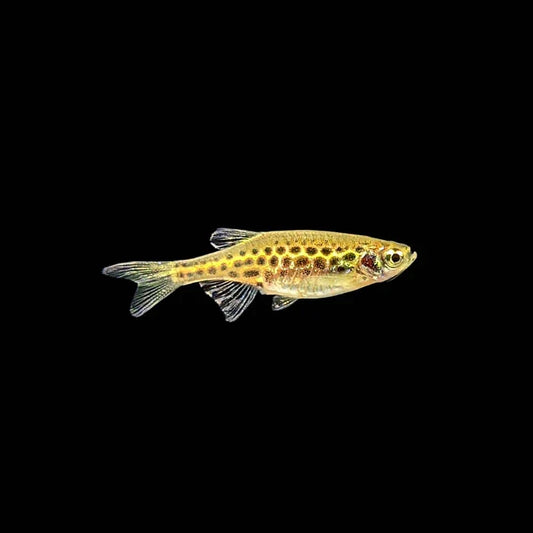 Gold ring danio - Danio tinwini Concrete Blonde Aquatics