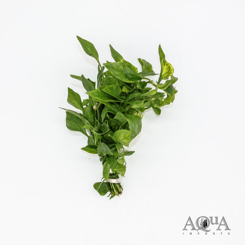 Green Hedge (Alternanthera ficoidea) bunch Afishionados
