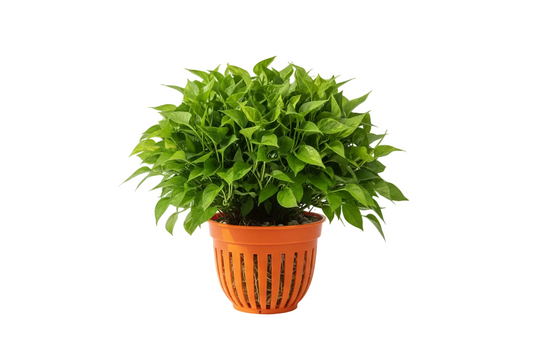 Green Hedge (Alternanthera ficoidea) Afishionados