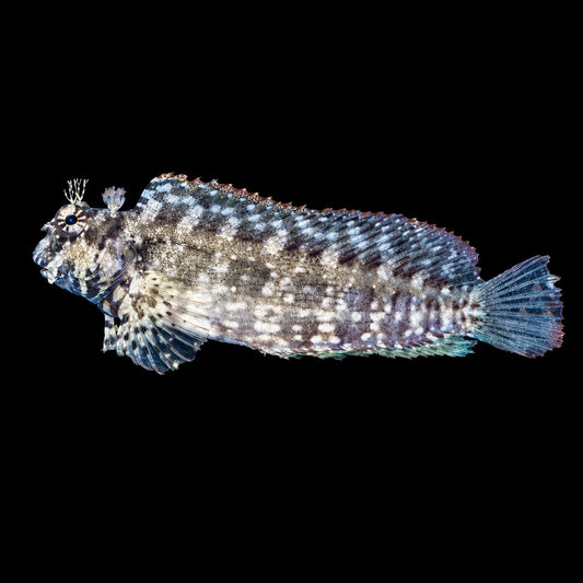 Lawnmower Blenny Lg Concrete Blonde Aquatics