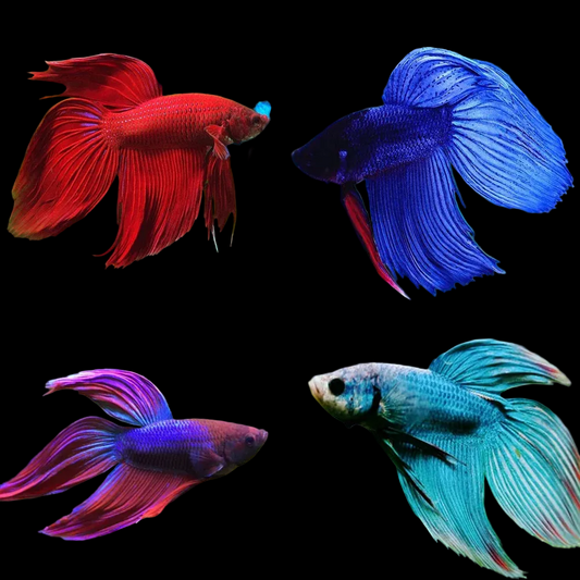 Betta Veiltail Male Mixed Colours