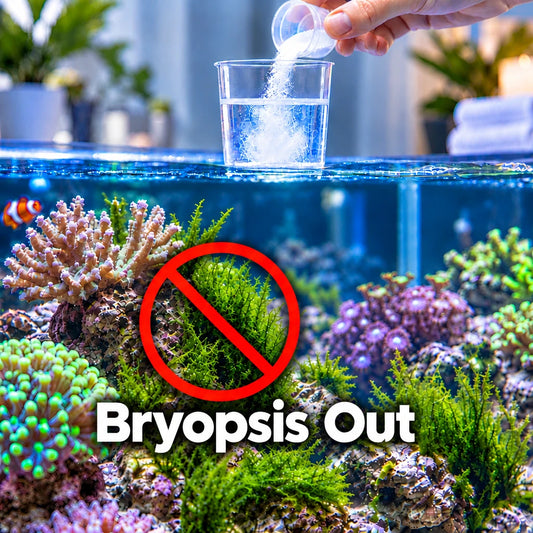 Fluconazole treatment for Bryopsis algae - 20mg/10gl Concrete Blonde Aquatics