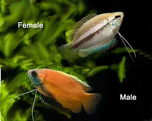 Dwarf Honey Red Gourami