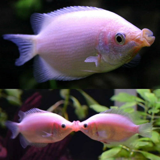 Pink Kissing Gourami