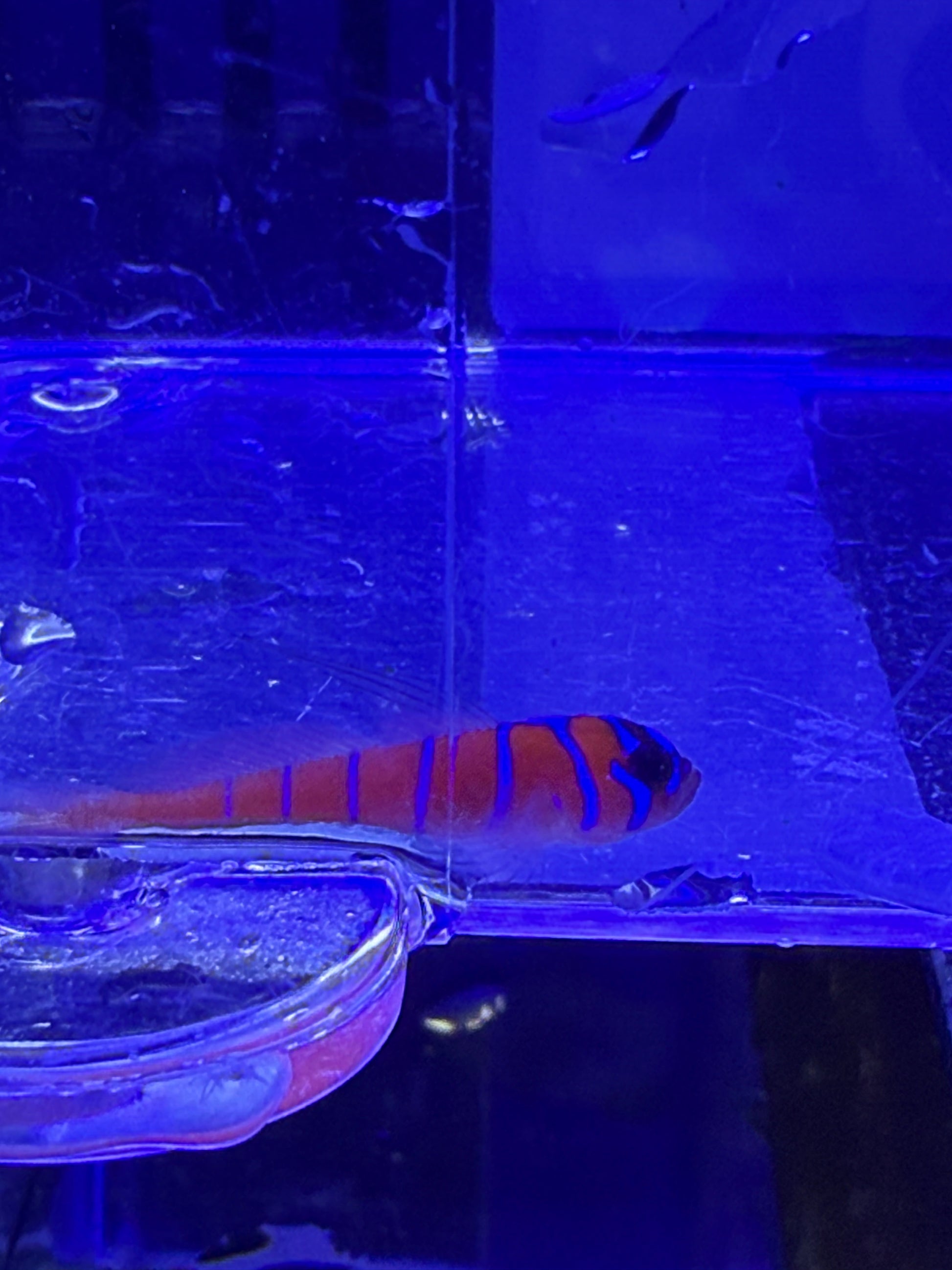 Catalina Goby Concrete Blonde Aquatics