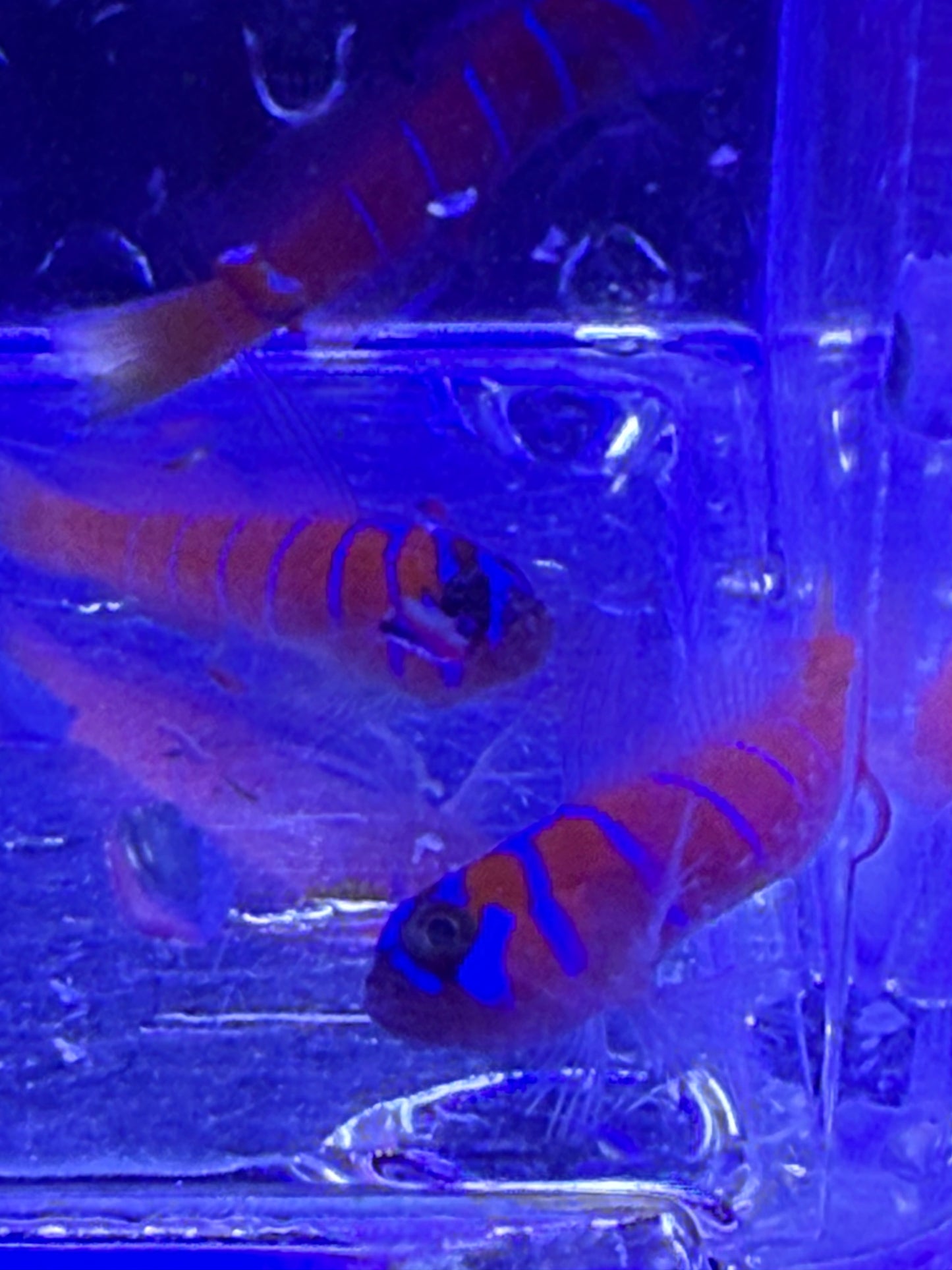 Catalina Goby Concrete Blonde Aquatics