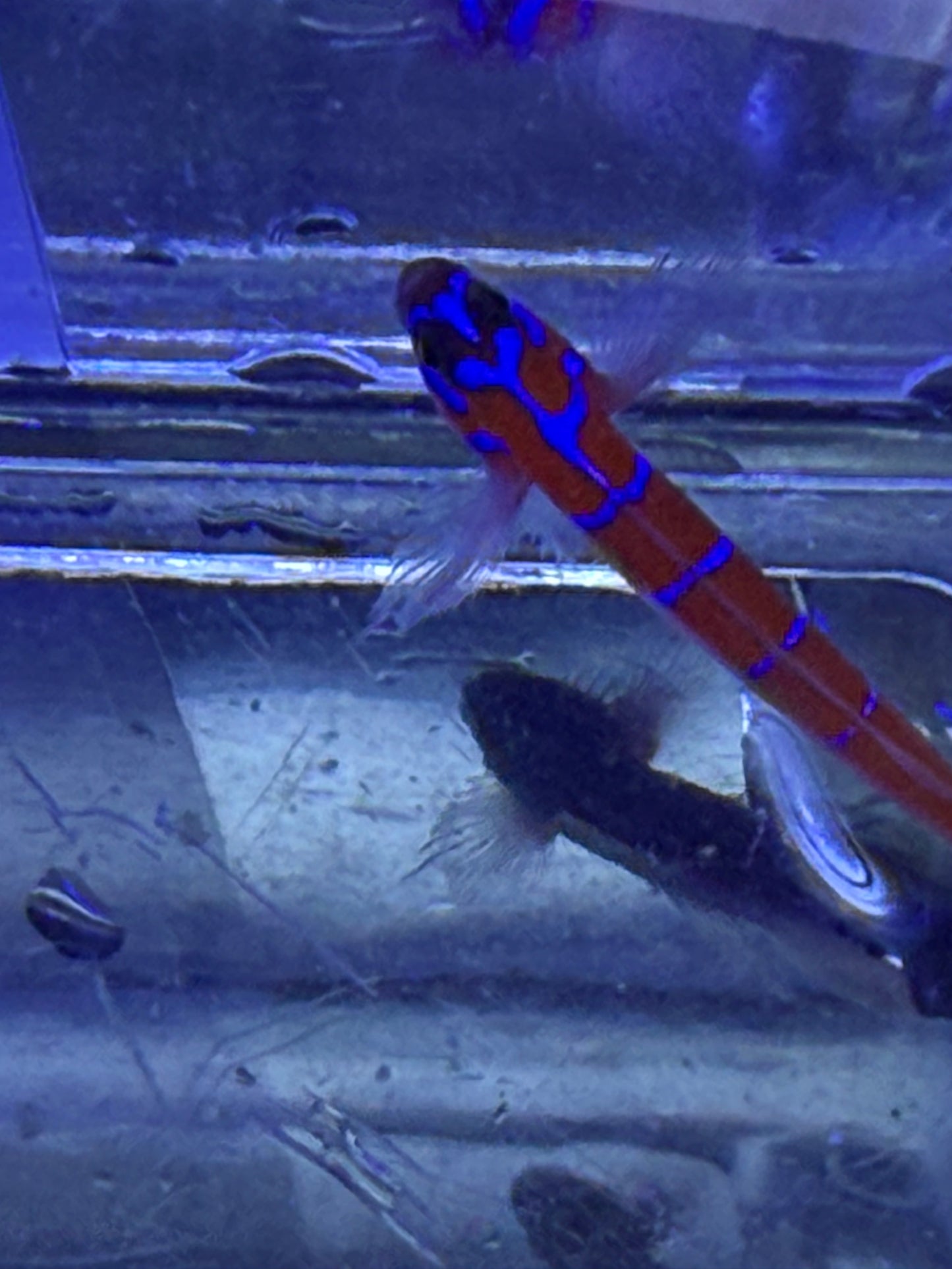 Catalina Goby Concrete Blonde Aquatics