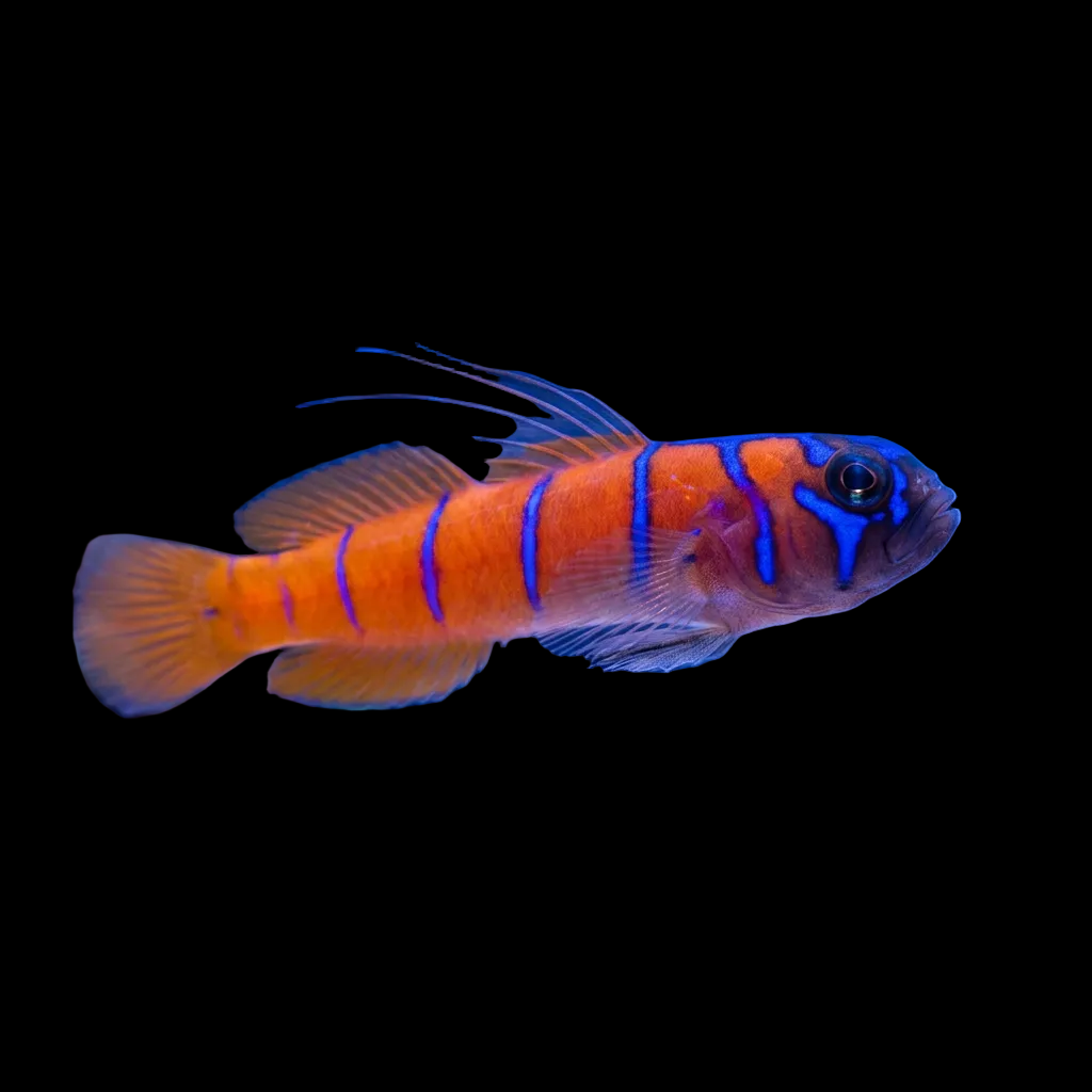 Catalina Goby Concrete Blonde Aquatics