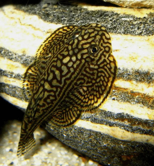 Hillstream loach - Reticulated