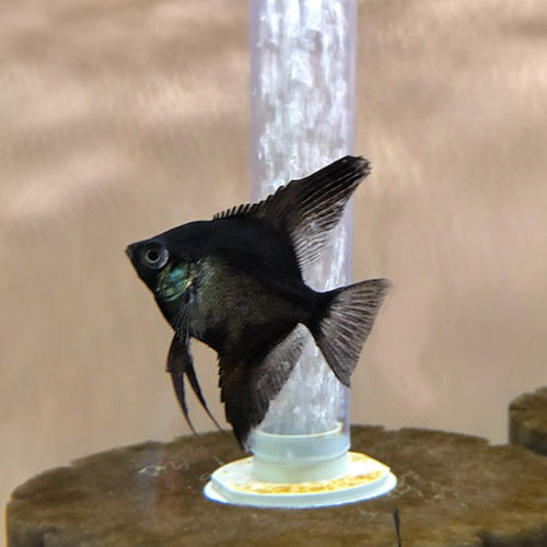 Black Paraiba Angelfish