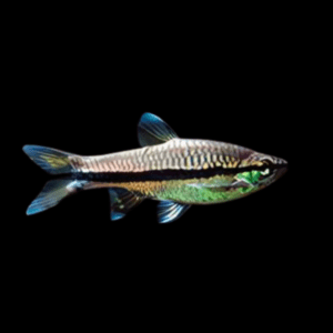 Brilliant Rasbora - Rasbora einthovenii