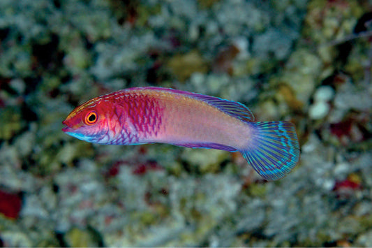 Red Velvet Fairy Wrasse Lalaki