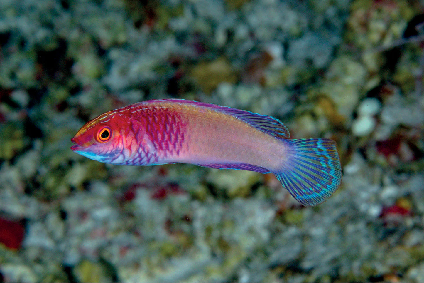 Red Velvet Fairy Wrasse Male