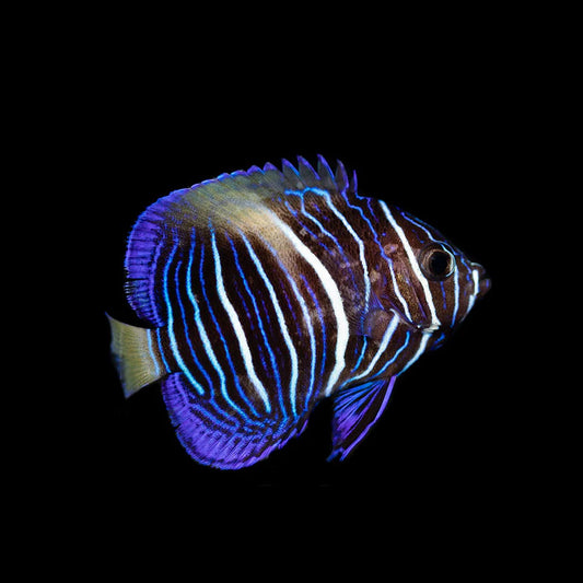 Biota Captive Bred Maculosus Angelfish (Pomacanthus maculosus)