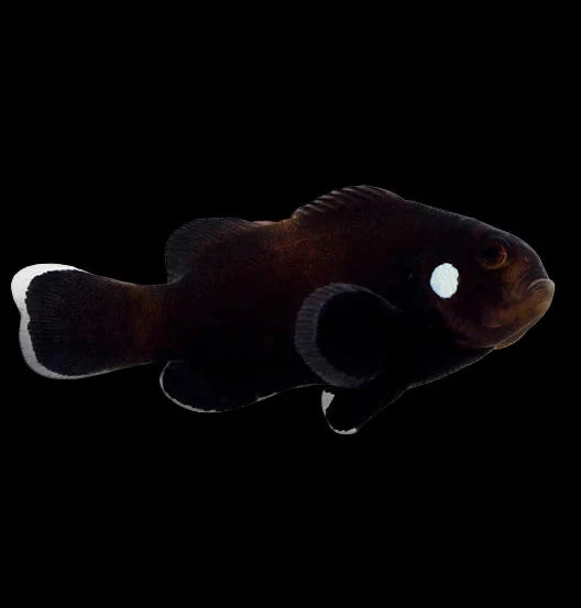 Captive Bred Black Domini Clownfish