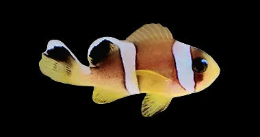 Captive Bred Pearl Eye Bicinctus Clownfish
