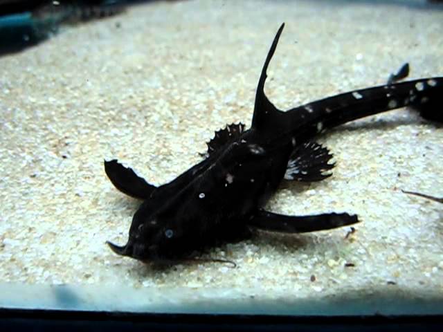 Mottled eel banjo catfish