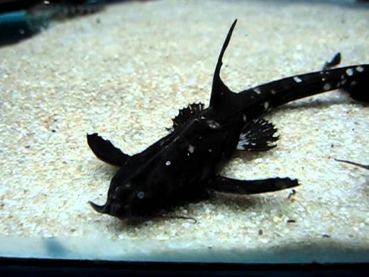 Mottled eel banjo catfish