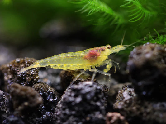 Lemon Yellow Amano Shrimp - Taiwan Caridina japonica