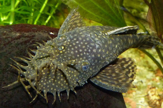 Babaeng Bushy Nose Pleco