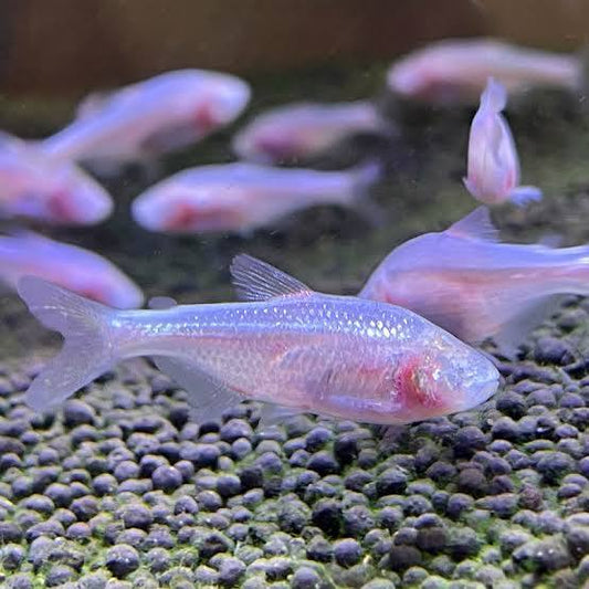Blind Cave Tetra