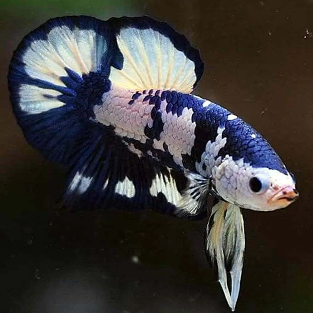 Blue Marble Betta