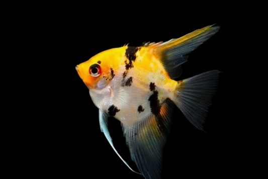 Red Devil Angelfish Juvenile  - Pterophyllum scalare